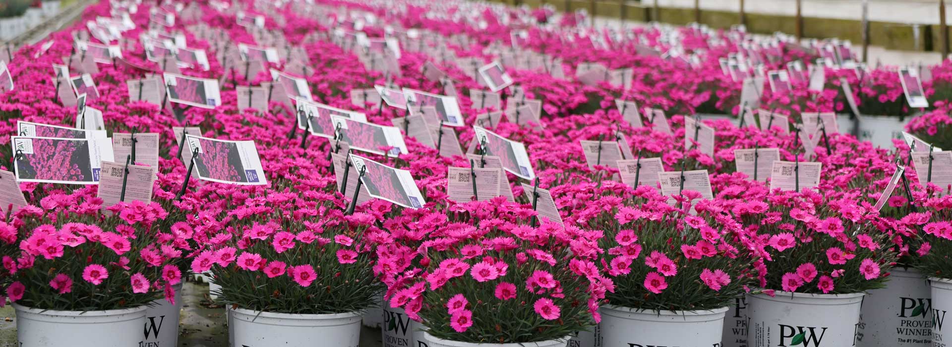 Dianthus 'Paint the Town Magenta'