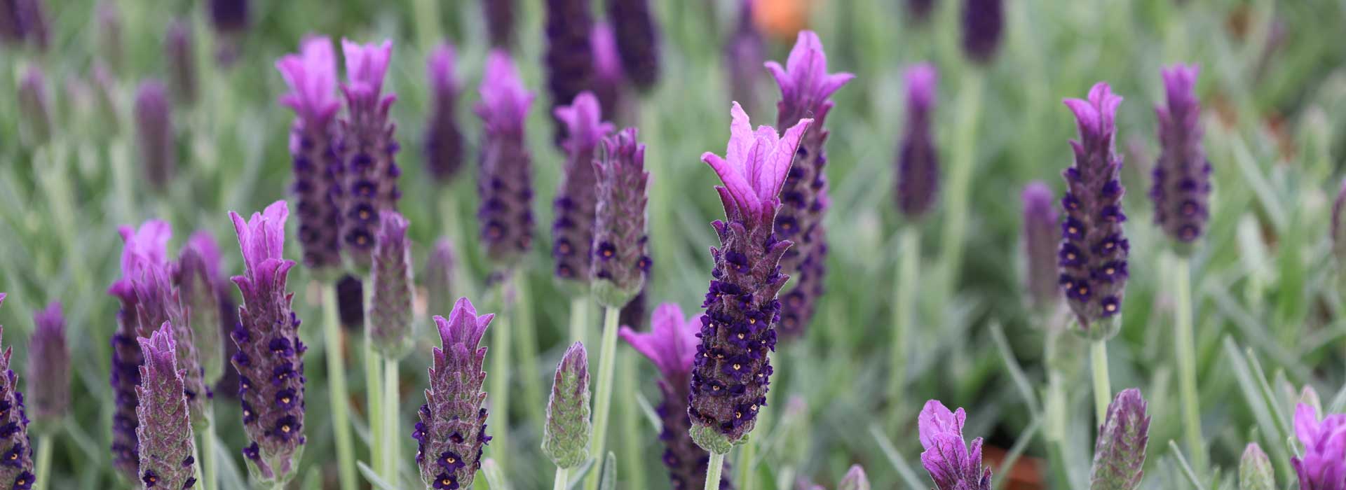 Lavender 'Javelin Forte Deep Purple'