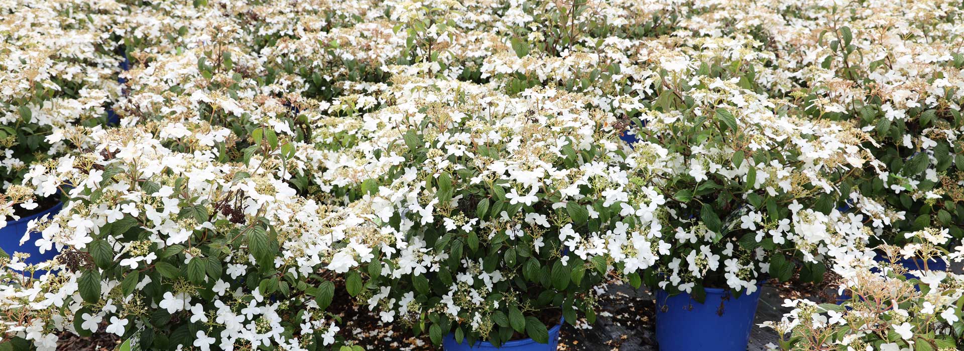 Viburnum 'Summer Snowflake'